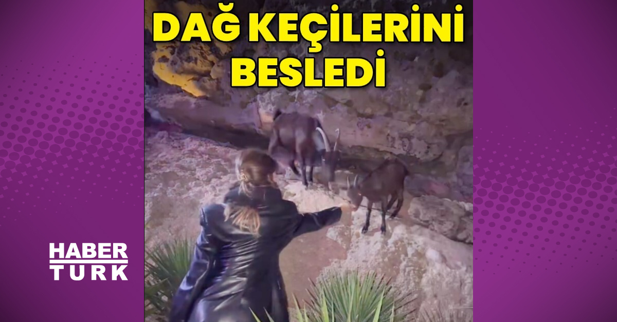 Beren Saat, dağ keçilerini besledi